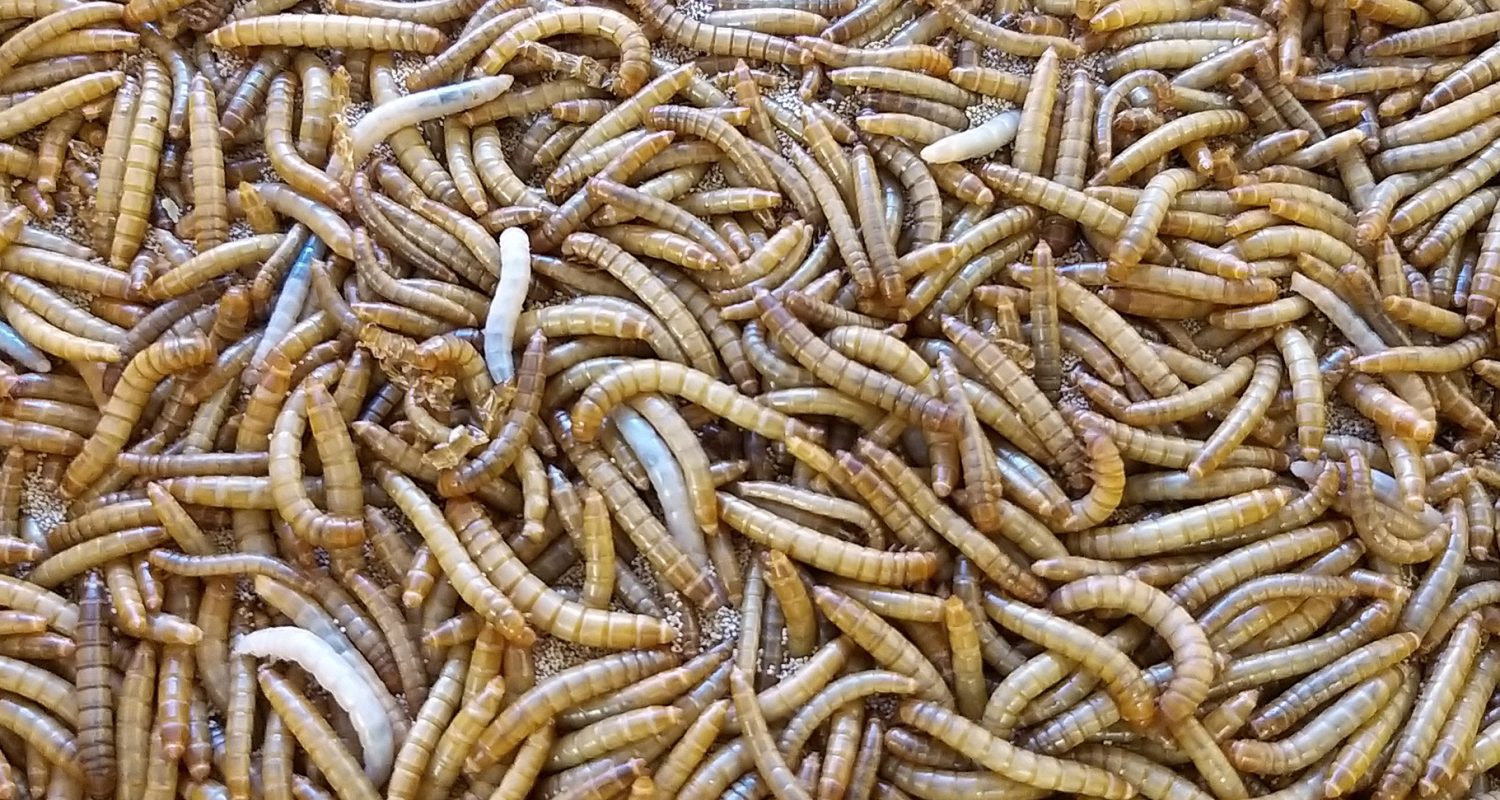 mealworms-as-fish-food-F5FSFJV mealworms-as-fish-food-F5FSFJV